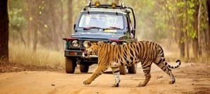 Tourists turn out in large numbers to celebrate New Year in Valmiki Tiger Reserve