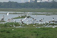Surge in arrival of migratory birds in TN's Pallikaranai after removal of encroachments