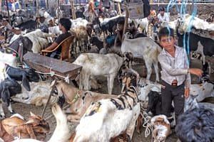 Conclave on livestock sector in NE to be held in Meghalaya on Jan 23