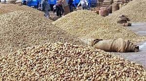 Gujarat purchases 10 lakh MT groundnuts for Rs 6,700 crore: State Agriculture Minister