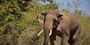 Hours after Priyanka visits families of victims killed by animals, elephant tramples man to death