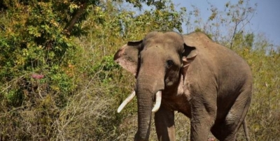 Elderly tribal couple trampled to death by wild elephant in Kerala's Kannur