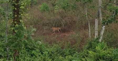 Forest Department resumes efforts to tranquilise tiger in Kerala's Idukki