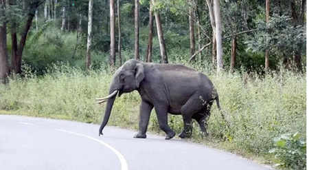 Elephant rampage kills four in 12 hours in Jharkhand’s Gumla, Simdega districts