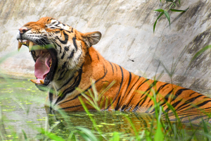Tribal man killed in second tiger attack within fortnight in MP's Balaghat