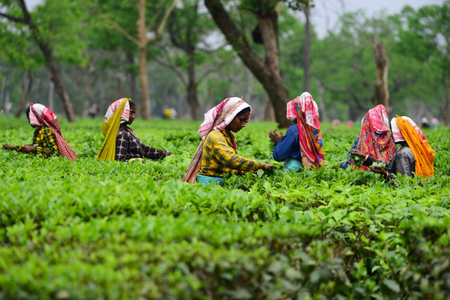 Assam: Wages of tea garden labourers hiked