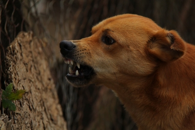 Another case in Kerala: Vaccinated child battles for life after turning rabies positive
