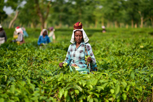 Indian tea industry employs 12 lakh workers, 58 pc women: Piyush Goyal