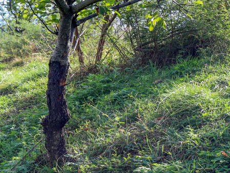Delhi govt eases norms for emergency pruning of trees