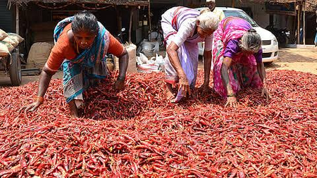 Chilli farmers in TN's Ramanathapuram hit hard by unseasonal rain, exports dip