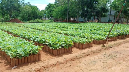 Forest dept to raise over 5 lakh tree seedlings under Green Tamil Nadu Mission