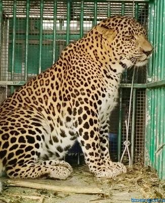 Leopard that mauled four-year-old girl in Valparai trapped by TN Forest Dept
