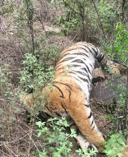 Karnataka tiger deaths: DCF, 2 officers suspended, probe panel to submit report by July 10