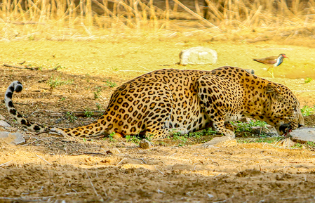 TN forest dept steps up leopard monitoring after cow killed near Coimbatore